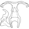Aedeagus, ventral view on Buloria zeylanica Viraktamath & Webb, 2019: Aedeagus, dorsal view. (Observation).