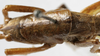 CollectionObject 1539571; ffddf332-545c-4500-94f6-a57b0c11c584: male stridulatory apparatus (syntype). (CollectionObject).