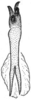 Aedeagus, ventral view on Doratura medvedevi Logvinenko, 1961: from West Kazakhstan, Saykhin. (Observation).