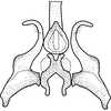 Stylus on Brazosa campinacu Pinedo-Escatel & Dietrich, 2020: Style and connective, dorsal aspect. (Observation).
