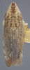 Habitus, dorsal view on Dicyphonia plura Beamer, 1936: Dorsal. Adult Paramorphotype. (Observation).