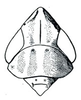 Head: !! display not done !! on Laevicephalus DeLong, 1926: Laevicephalus sylvestris, head, pronotum, and mesonotum, dorsally. (Observation).