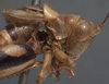 CollectionObject 1505626; 4726fd52-9723-4159-b173-2fa41ed1c114: male head and pronotum, lateral view (holotype). (CollectionObject).