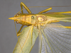 CollectionObject 2189003; 3e92da30-72d7-4127-a757-5a992b930552, ZUFMS ORT00844: Male habitus, dorsal view. (CollectionObject).