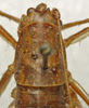 CollectionObject 1535989; e92040d2-a98a-4af3-987b-1db2bbec6b06: female pronotum, dorsal view (allotype). (CollectionObject).