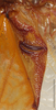 CollectionObject 1586787; b9a802c2-d6ad-43c6-8d36-4a4332c9774e: left stridulatory area, scale bar 5 mm. (CollectionObject).