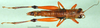 CollectionObject 1501455; cd799fb0-bc8f-4bc1-87cd-300a21cccb5d, DORSA BA000039S01: female, dorsal view (holotype). (CollectionObject).