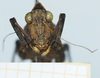 CollectionObject 1583402; dcf4d0cd-59b7-4914-a2fd-cabb8a20d510: male, frontal view. (CollectionObject).
