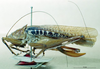 CollectionObject 1505279; aef2592e-ef58-45f5-91b8-dabf3a080155: female, lateral view (syntype). (CollectionObject).