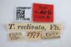 Other: !! display not done !! on Telamona reclivata Fitch, 1851: (Observation).