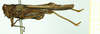 CollectionObject 1532607; e6cfef7c-854d-474d-9739-57c12d593c16: male, lateral view (holotype). (CollectionObject).