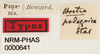 CollectionObject 1560520; 40205467-2f9e-40e7-b463-d6a4a53a4100: male, data labels (holotype). (CollectionObject).