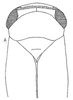 Head: !! display not done !! on Neomesus obtusiceps (Berg, 1884): head, dorsally. (Observation).