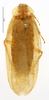 CollectionObject 1587369; MNHN(SF IMPORT DUPLICATE) MNHN-EP-EP1954, 3353f84e-8775-4d56-bdbf-14687ddf5b4e: CC BY-NC-ND 4.0/MNHN - Depraetere Marion - 2014. Non type, male. Specimen number: MNHN-EP-EP1954. http://coldb.mnhn.fr/catalognumber/mnhn/ep/ep1954. (CollectionObject).