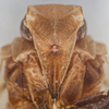 Head: !! display not done !! on Bothriocera Burmeister, 1835: Bothriocera knulli Caldwell, 1943. (Observation).