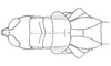 Yungasus hebardi (Liebermann, 1941): Fig. 33. female, head and thorax, dorsal view. (Otu).