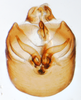 Pygofer, ventral view: !! display not done !! on Javesella (Javesella) pellucida (Fabricius, 1794): (Observation).
