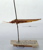 CollectionObject 1503849; 766b9625-2dfc-4c95-b7cc-d42e411e4e39: male, lateral view (holotype). (CollectionObject).