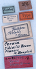 CollectionObject 1534629; bb18be66-d363-4e3f-9f38-58099e5cb291: labels (lectotype). (CollectionObject).
