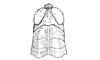 Jivarus americanus Giglio-Tos, 1898: Fig. 107. male, head and pronotum, dorsal view. (Otu).