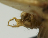 CollectionObject 1535904; bfbf330f-6025-47b1-a31c-a7273169fd67: male cerci. (CollectionObject).
