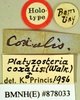 Melanozosteria castanea (Brunner von Wattenwyl, 1865): Holotype, male, labels. BMNH(E)#878033. (Otu).