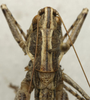 CollectionObject 1535172; df5ab340-c00d-4f67-9f92-e4800fb6bdb8: male pronotum dorsal (holotype). (CollectionObject).