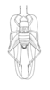Cophella rehni Hebard, 1928: Plate I, Fig. 6. Male. Whole insect. Dorsal view. Type. (Otu).