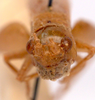 CollectionObject 2628029; CNMS 5524, CNMS 5524, 444a6dc2-be13-4bb4-9daa-b207b19d3994: front view. female (allotype). (CollectionObject).