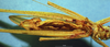 CollectionObject 1520524; 74bd7135-9976-461b-a508-cb354ff7dffa: male, ventral view. (CollectionObject).