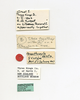 CollectionObject 1561386; 88cfe4ba-71cd-4a33-979b-f2f70143926c: copyright AMNZ, Auckland. female, data labels (holotype). (CollectionObject).