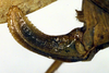 CollectionObject 1500693; 7a1eb3d6-bce1-4f9f-8e60-12a30966ab1a, DORSA BRpauretHTF: ovipositor (holotype of Paura reticulosa). (CollectionObject).