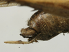 CollectionObject 1535055; ef16bb8e-242c-450f-8210-a9c2d4bfe98c: male cerci (holotype). (CollectionObject).