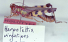 CollectionObject 1527445; 15fb04bf-4c66-40b8-acfd-64a8b84511bf: Image Carbonell, C.S. male (holotype). (CollectionObject).