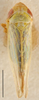 Habitus, dorsal view: !! display not done !! on Rhopalopyx Ribaut, 1939: Rhopalopyx vitripennis, dorsal habitus (NMNH). (Observation).