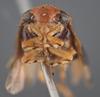 Head on Clastoptera brachialis Stål, 1862: (Observation).