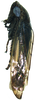 Habitus, lateral view on Bhatiahamus flabellatus (Shang & Shen, 2006): Habitus, lateral view. (Observation).