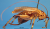 CollectionObject 1537652; 861cc15e-210c-4f1a-8be3-a44c76a4738f: female, lateral view. (CollectionObject).