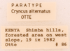 CollectionObject 1961576; c44a9145-3ad9-4088-93b3-43a0a63db0af, ANSP007_GRYLL_ANSP: Female, labels (paratype). (CollectionObject).