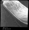 Pantecphylus (Pantecphylus) cerambycinus Karsch, 1891: male plectrum. (Otu).