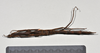 CollectionObject 1558569; 53e1fdbb-9161-455d-bcb1-b772a9e51aaa: copyright NTUC. female, dorsal view (syntype). (CollectionObject).;CollectionObject 1558570; bfcc2c1d-711c-4901-beb1-4a62427f0abc: copyright NTUC. female, dorsal view (syntype). (CollectionObject).