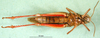 CollectionObject 1530746; 451c0c65-38ce-4605-9f7c-c1b80c20620b: female, ventral view (syntype). (CollectionObject).