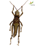 CollectionObject 1849329; e354ba48-ba5e-4b24-a07f-eeff7b7f4c3b, Unioeste Cascavel K-0429: Male. Ventral view. (CollectionObject).