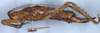 female, lateral view (syntype). Depicts CollectionObject 1532893; c9772d7c-11b2-4bd2-8b7c-276ab54c7c95, a CollectionObject.