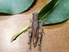 FieldOccurrence 87; 89241a9a-c6df-4e20-908d-33c279c78b40; Tanzania
Zaraninge Saadani National Park, 2023/07/23: female. (FieldOccurrence).