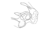 Hylopedetes mirandus Rehn, 1929: Fig. 8J. endo- and ectophallus, lateral view. (Otu).