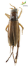 CollectionObject 1849078; Unioeste Cascavel SAOP-165, a4c7b942-a90e-4c6b-833f-f41f84ad57ff: Female. Dorsal view. (CollectionObject).