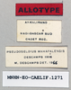 CollectionObject 1573864; 344325bc-7edb-4ce9-bae8-1cdc92654229: female, labels (allotype of Pseudogeloius mahafalensis). (CollectionObject).