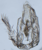 Pygofer, ventral view: (Observation).