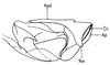 Gymnobothrus temporalis (Stål, 1876): Fig. 73.3. phallic complex, lateral view. (Otu).